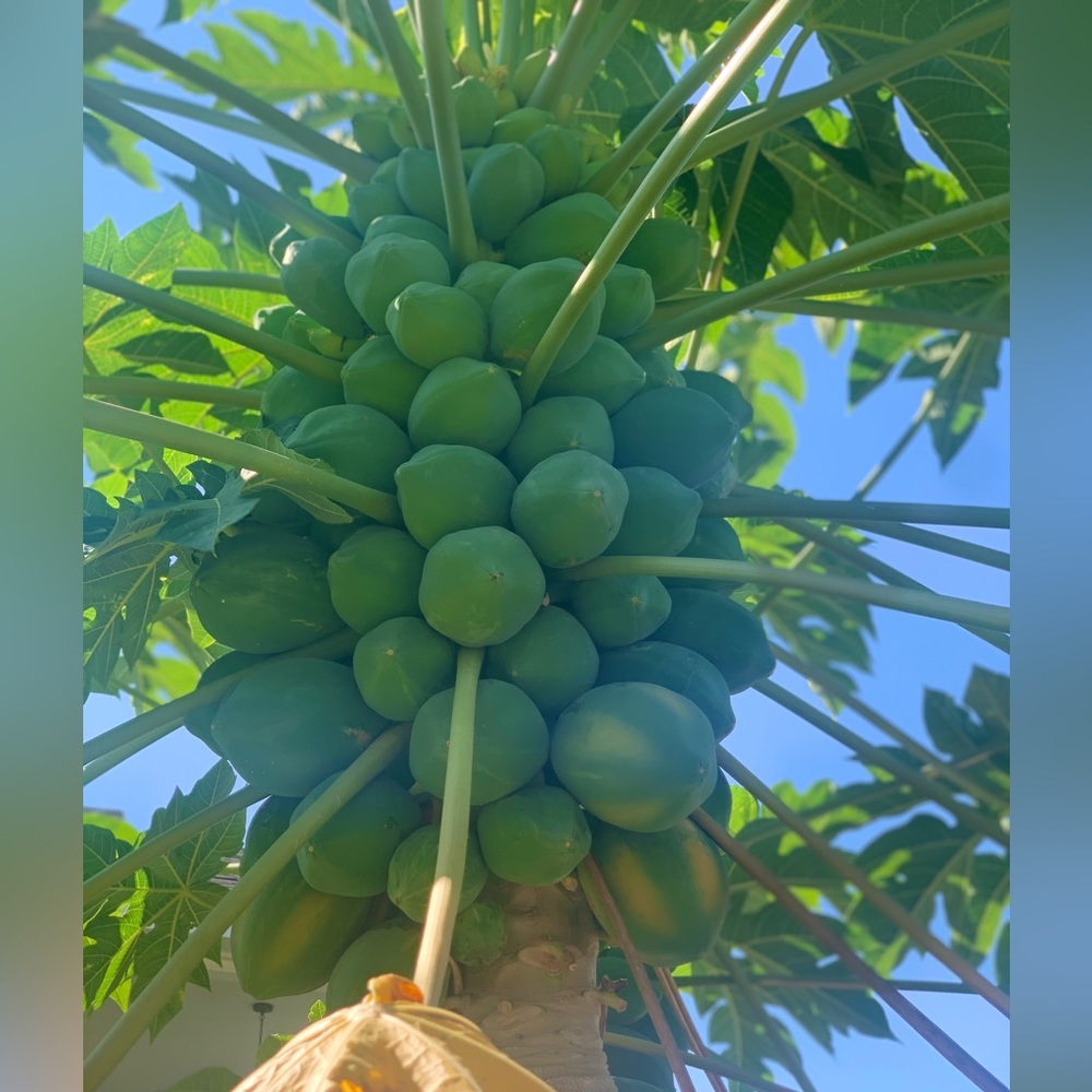 Pack of 50 Papaya Seeds